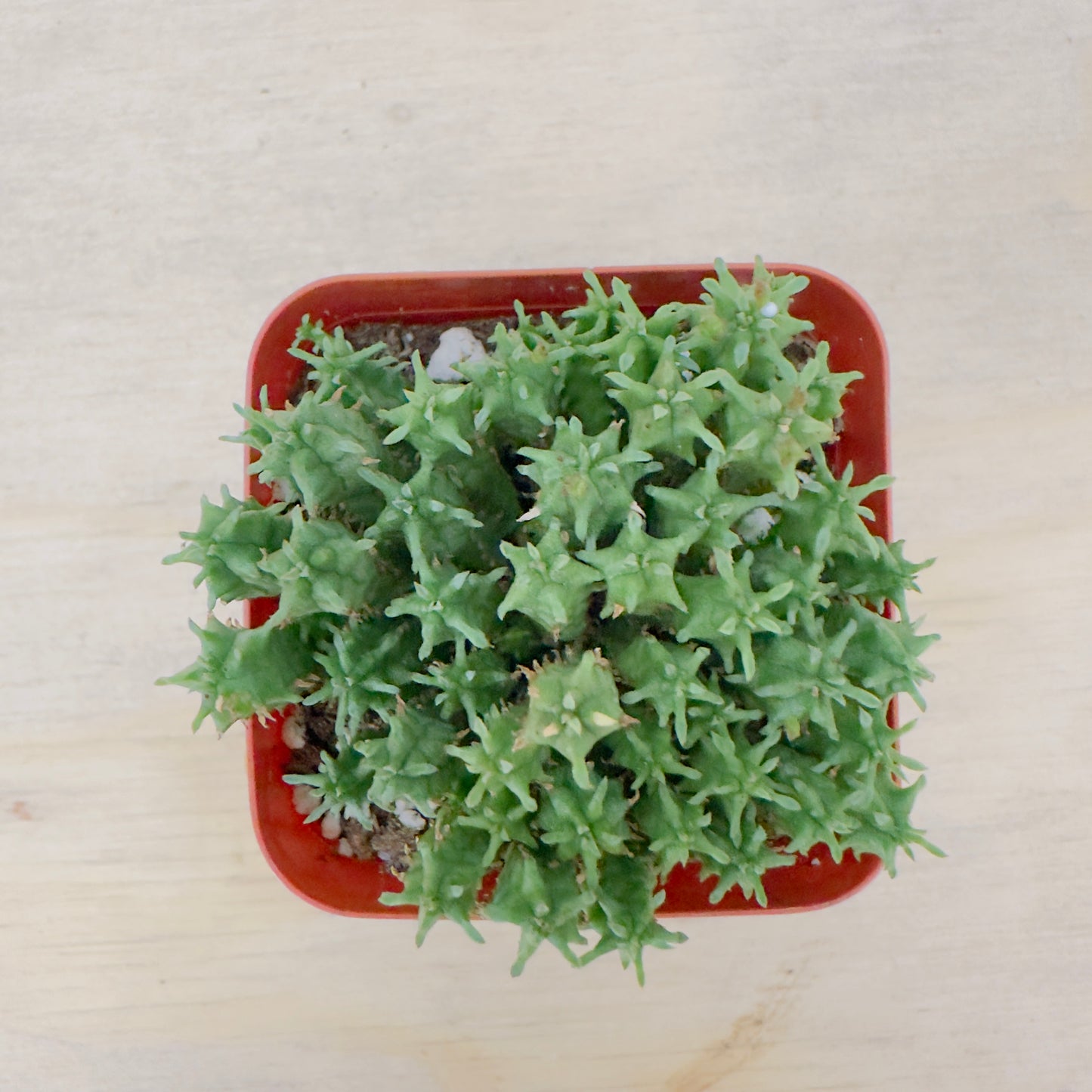 Euphorbia submammillaris