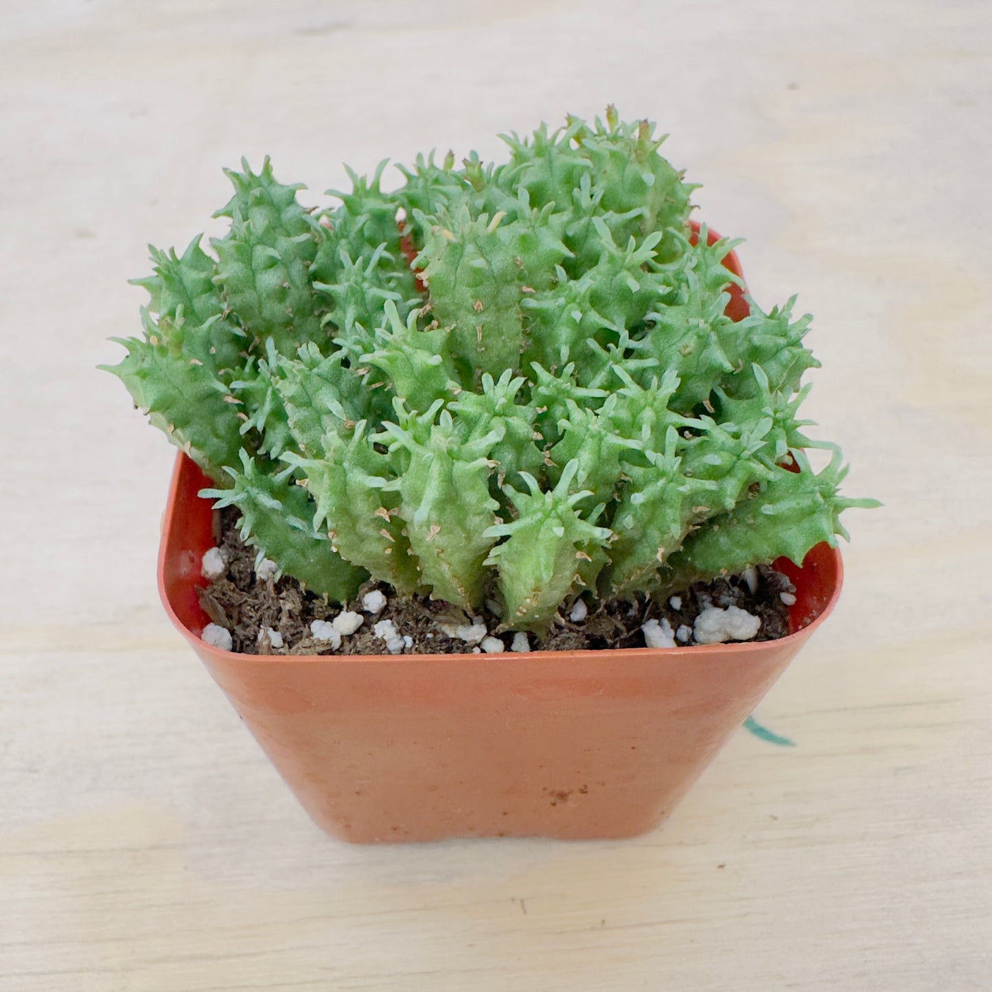 Euphorbia submammillaris