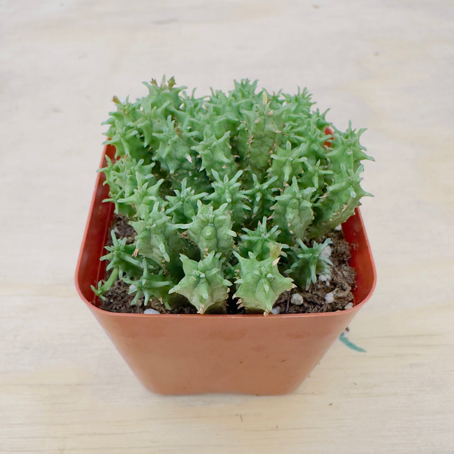 Euphorbia submammillaris