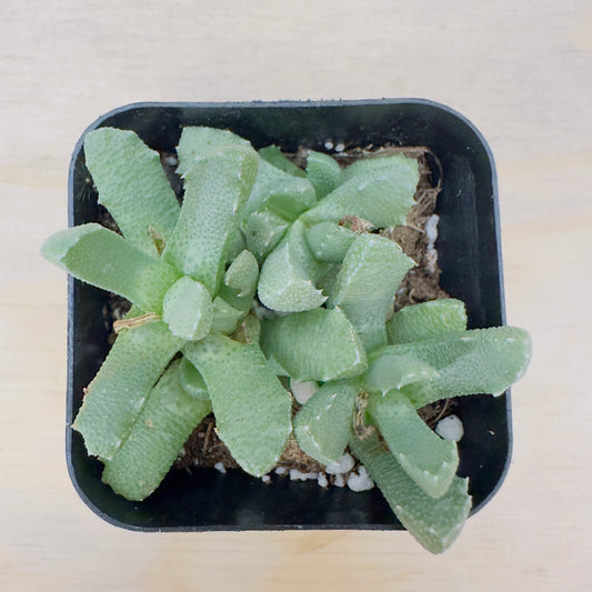 Stomatium mustellinum