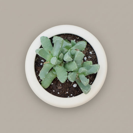 Stomatium mustellinum live succulent plant