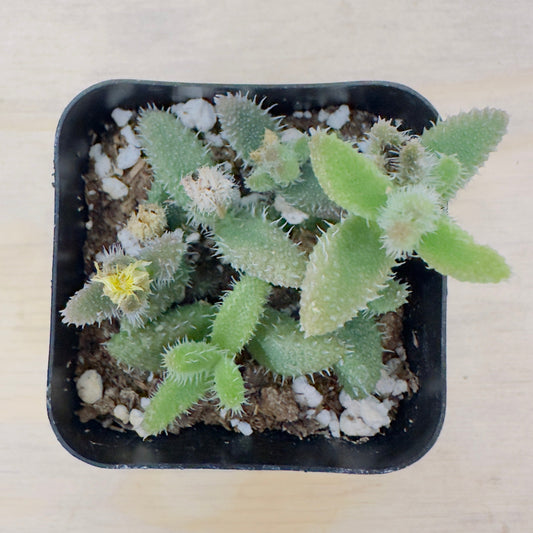 Pickle Plant (Delosperma echinatum) live succulent plant