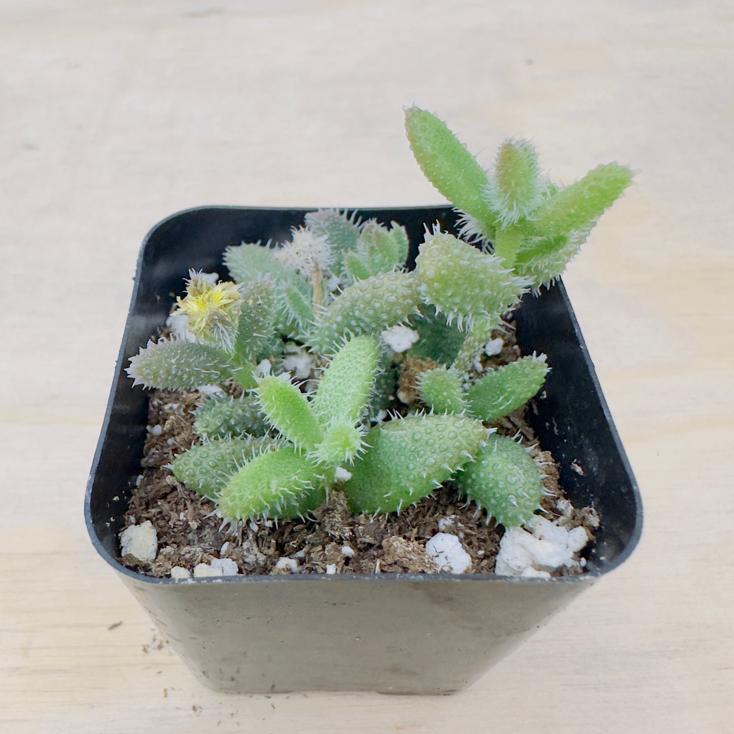 Delosperma echinatum - Pickle Plant