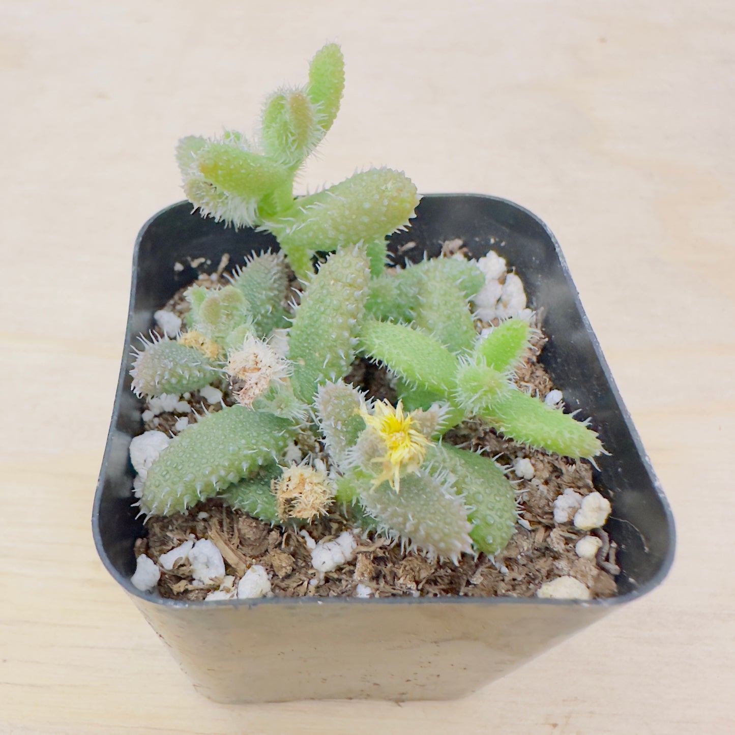 Delosperma echinatum - Pickle Plant