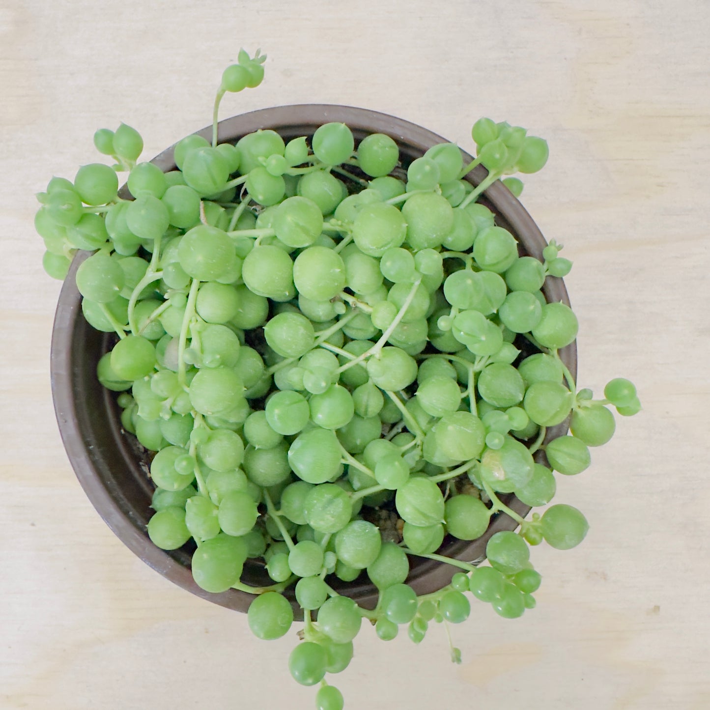 Senecio rowleyanus - String of Pearls