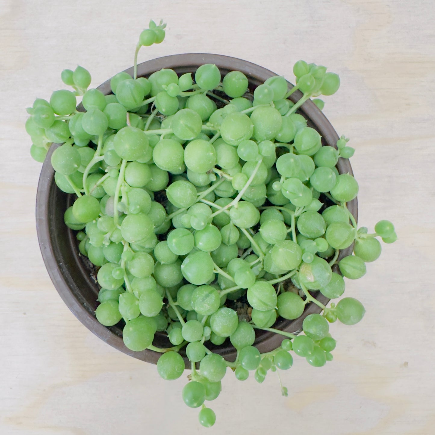 Senecio rowleyanus - String of Pearls