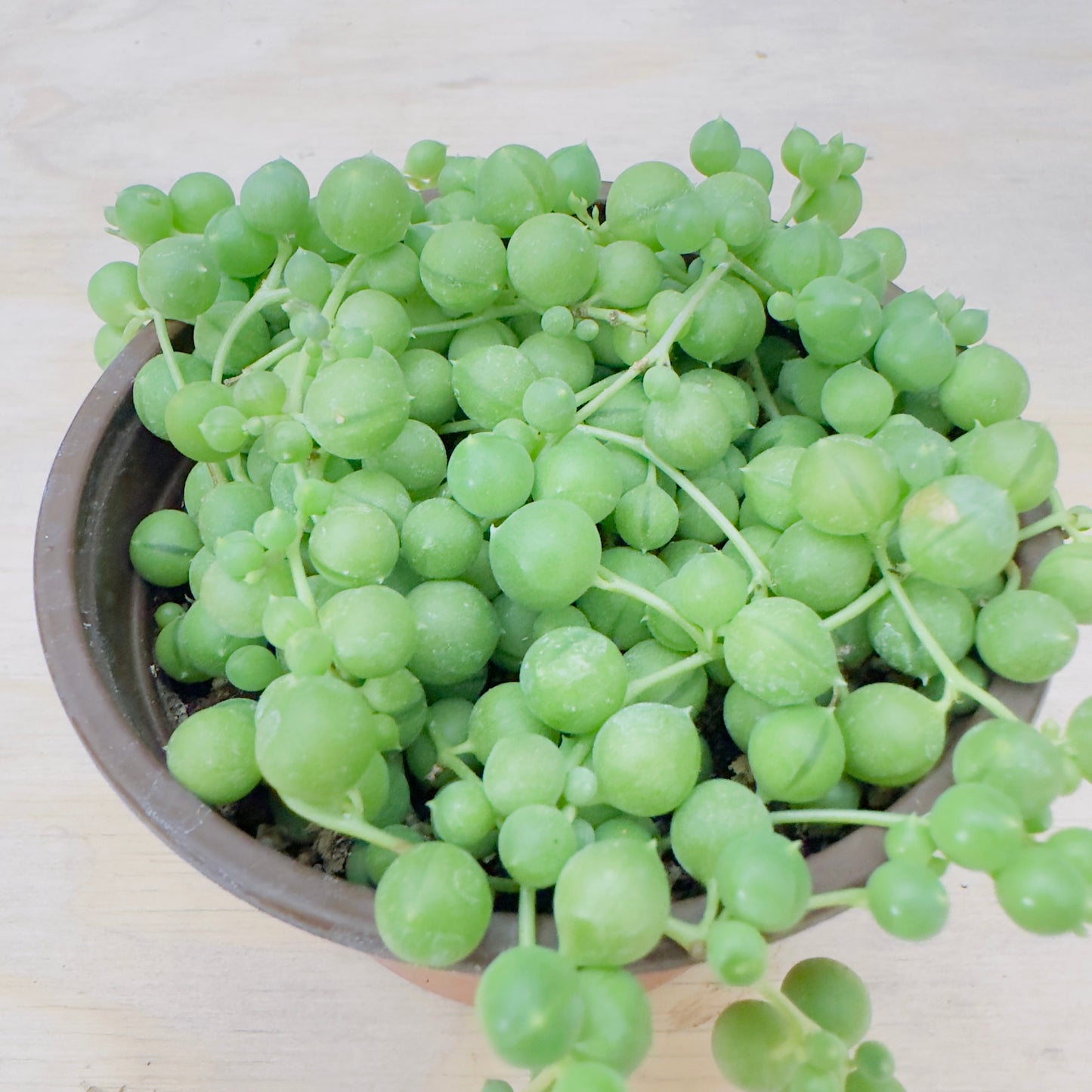 Senecio rowleyanus - String of Pearls