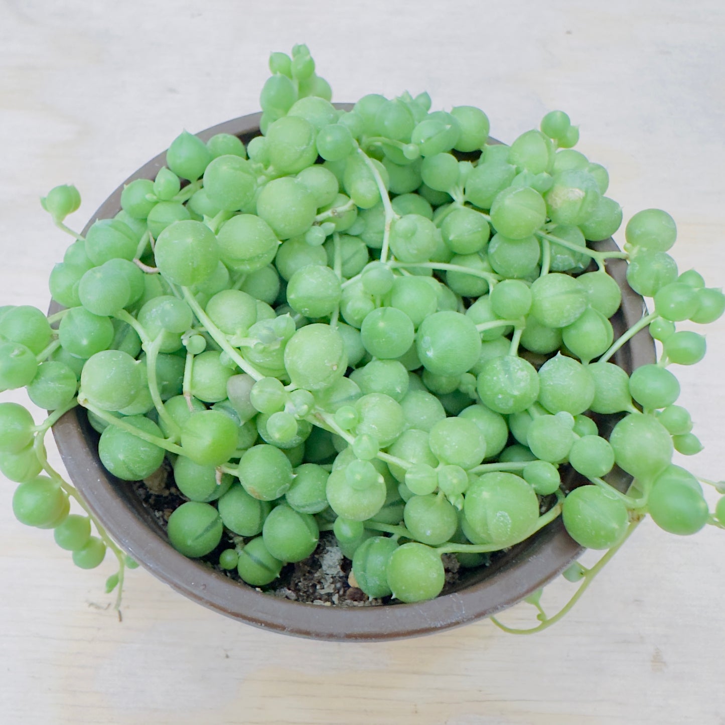 Senecio rowleyanus - String of Pearls