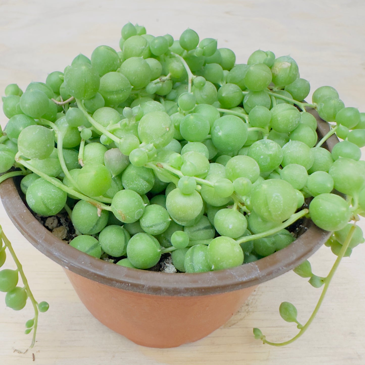 Senecio rowleyanus - String of Pearls