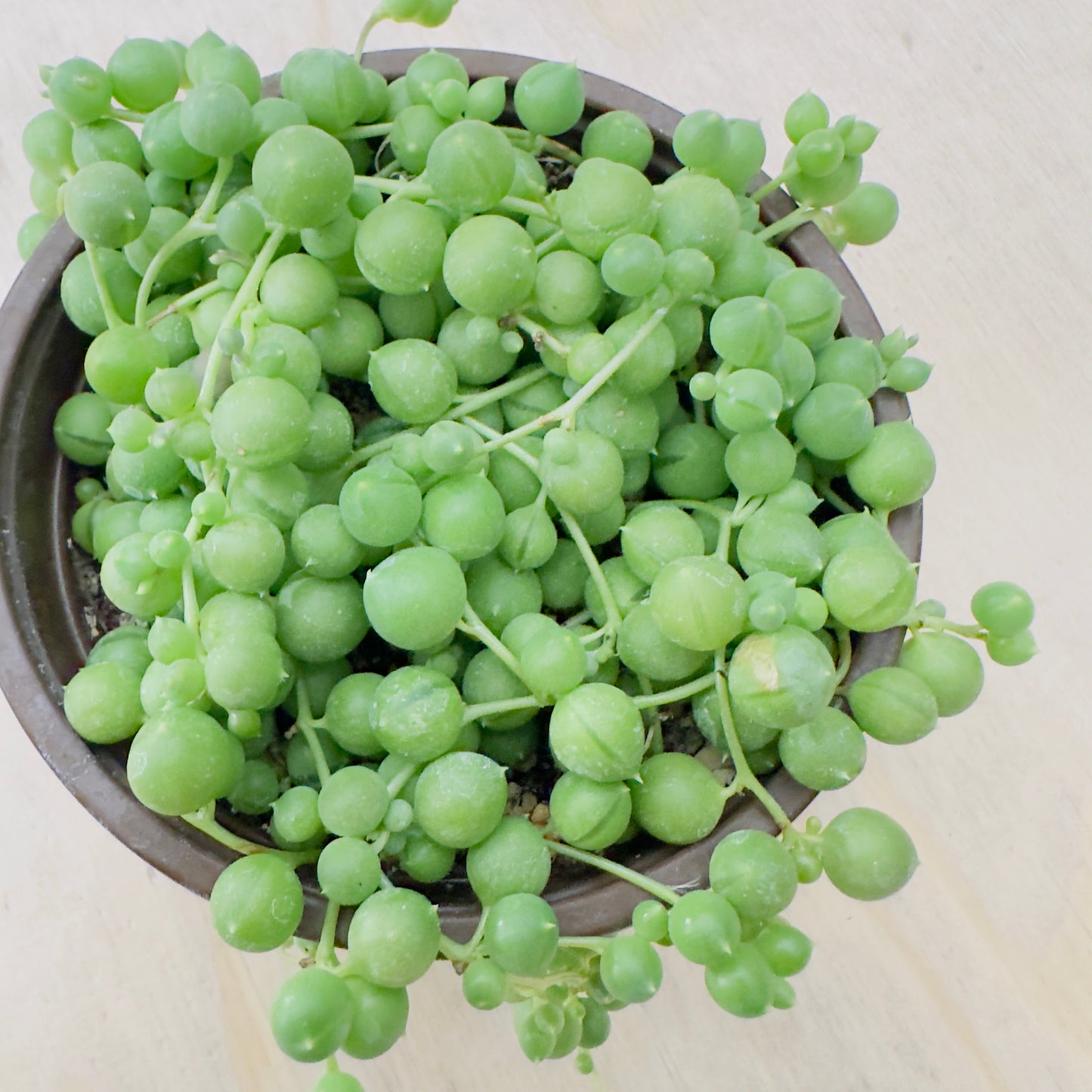Senecio rowleyanus - String of Pearls