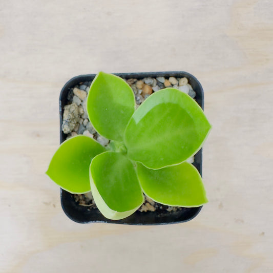 Poison Spurge Euphorbia (Euphorbia poissonii) live succulent plant