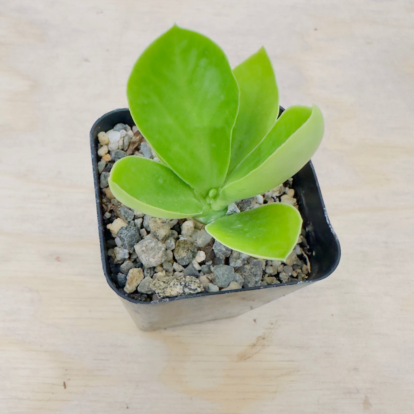 Euphorbia poissonii - Poison Spurge