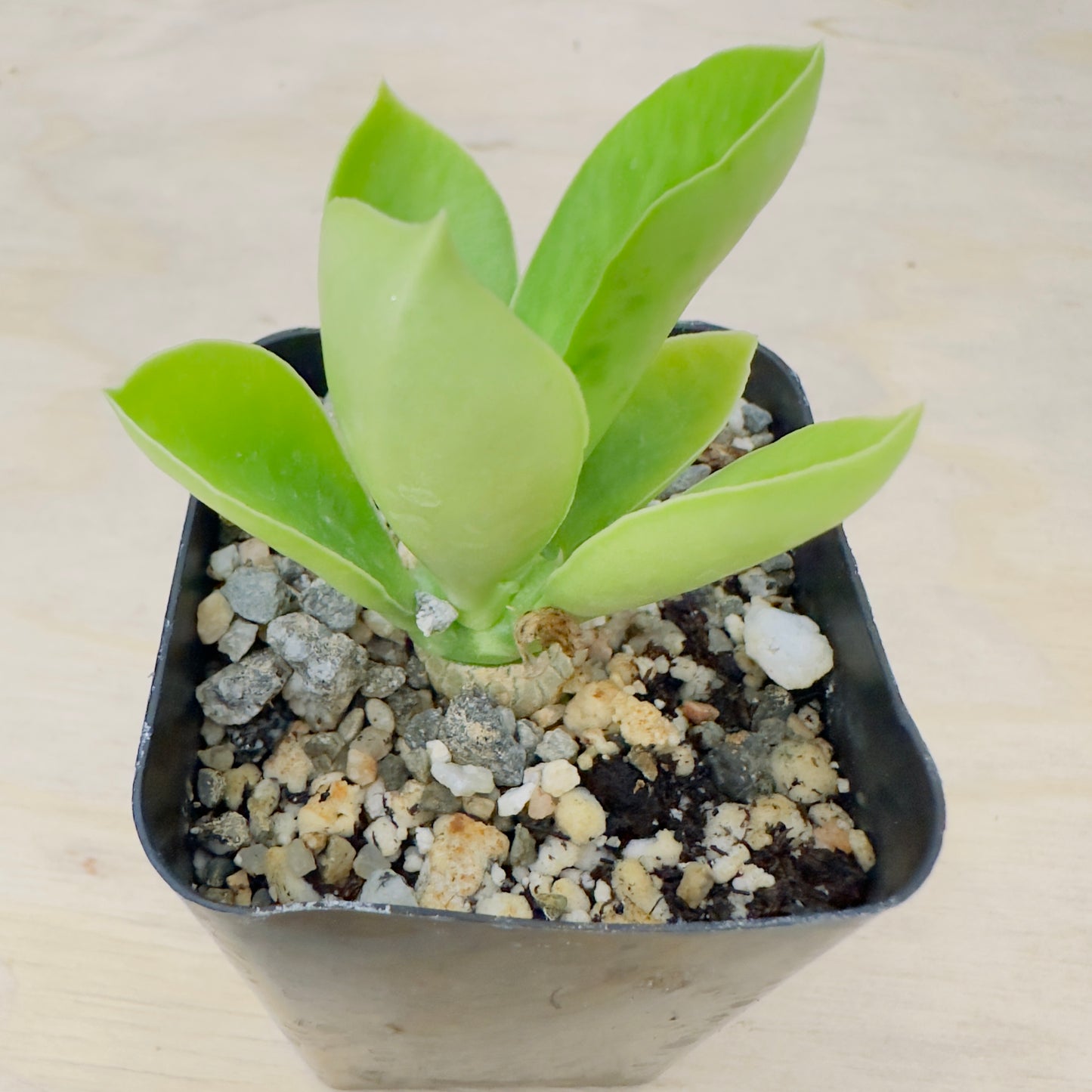 Euphorbia poissonii - Poison Spurge