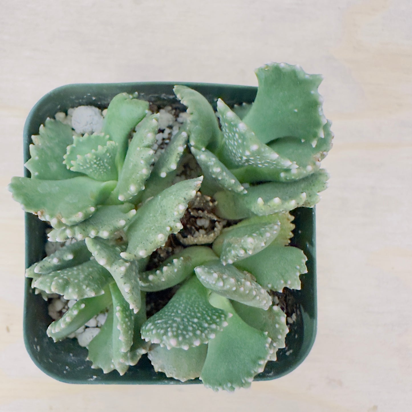 Aloinopsis malherbei - Giant Jewel Plant