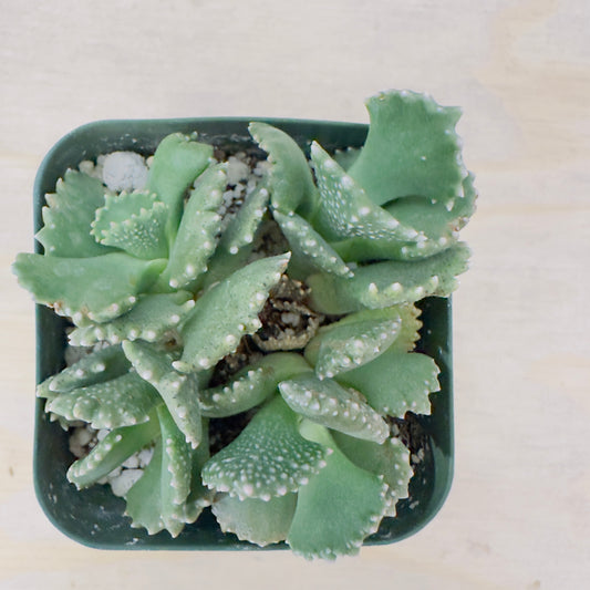 Giant Jewel Plant (Aloinopsis malherbei) live succulent plant