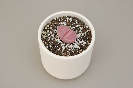 Rubra Living Stones (Lithops optica ‘Rubra’) live succulent plant
