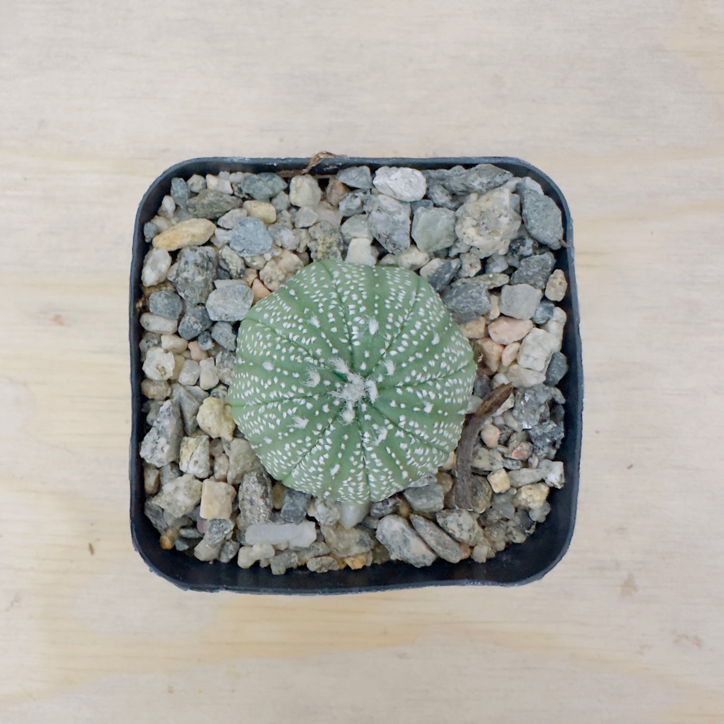 Astrophytum asterias - Sand Dollar Cactus/Star Cactus