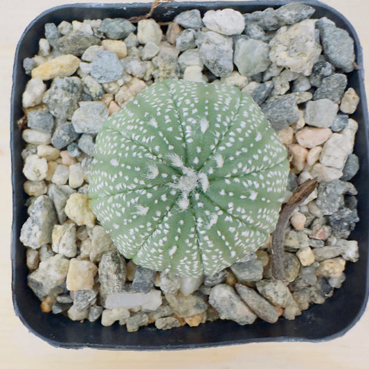 Sand Dollar Cactus (Astrophytum asterias) live cactus plant