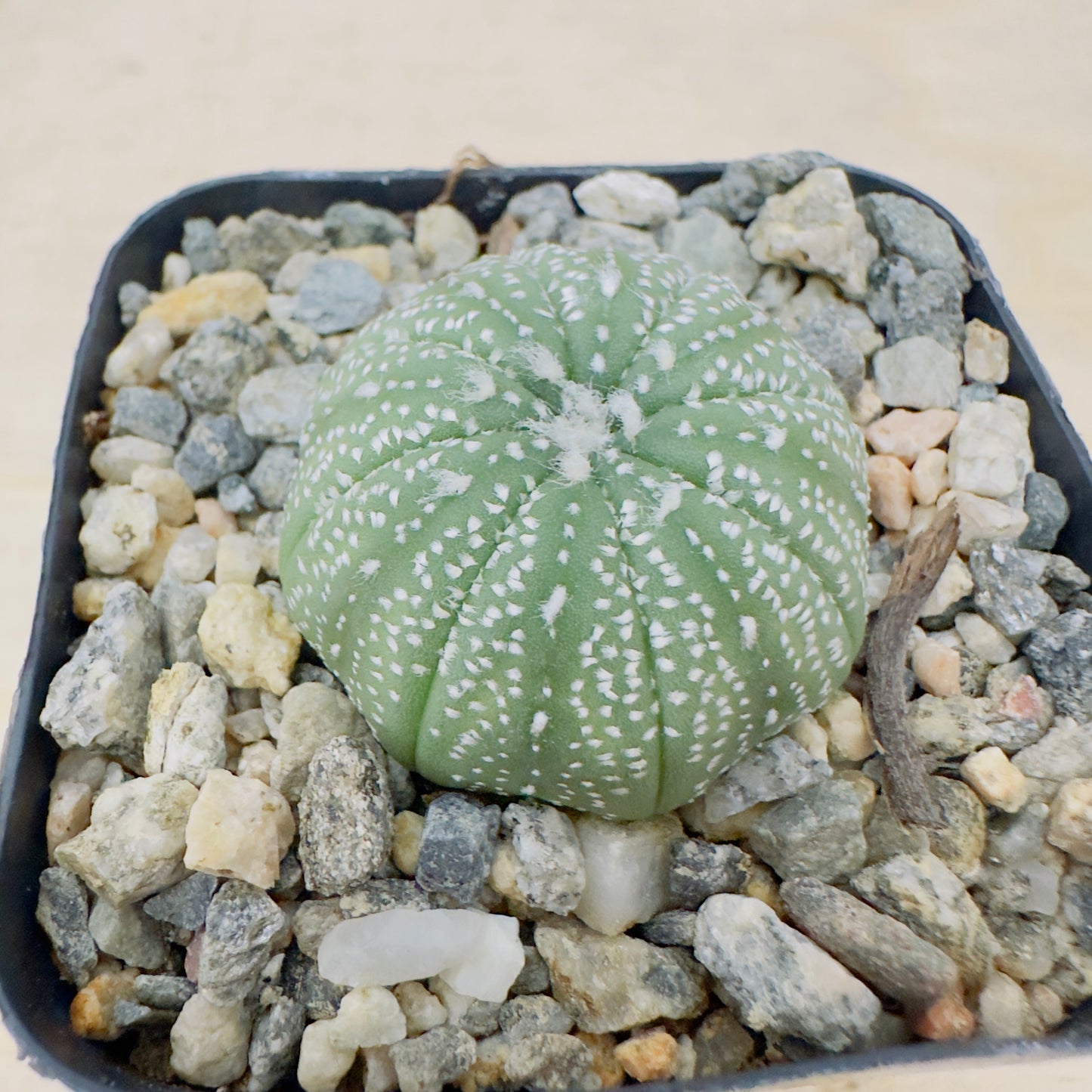 Astrophytum asterias - Sand Dollar Cactus/Star Cactus