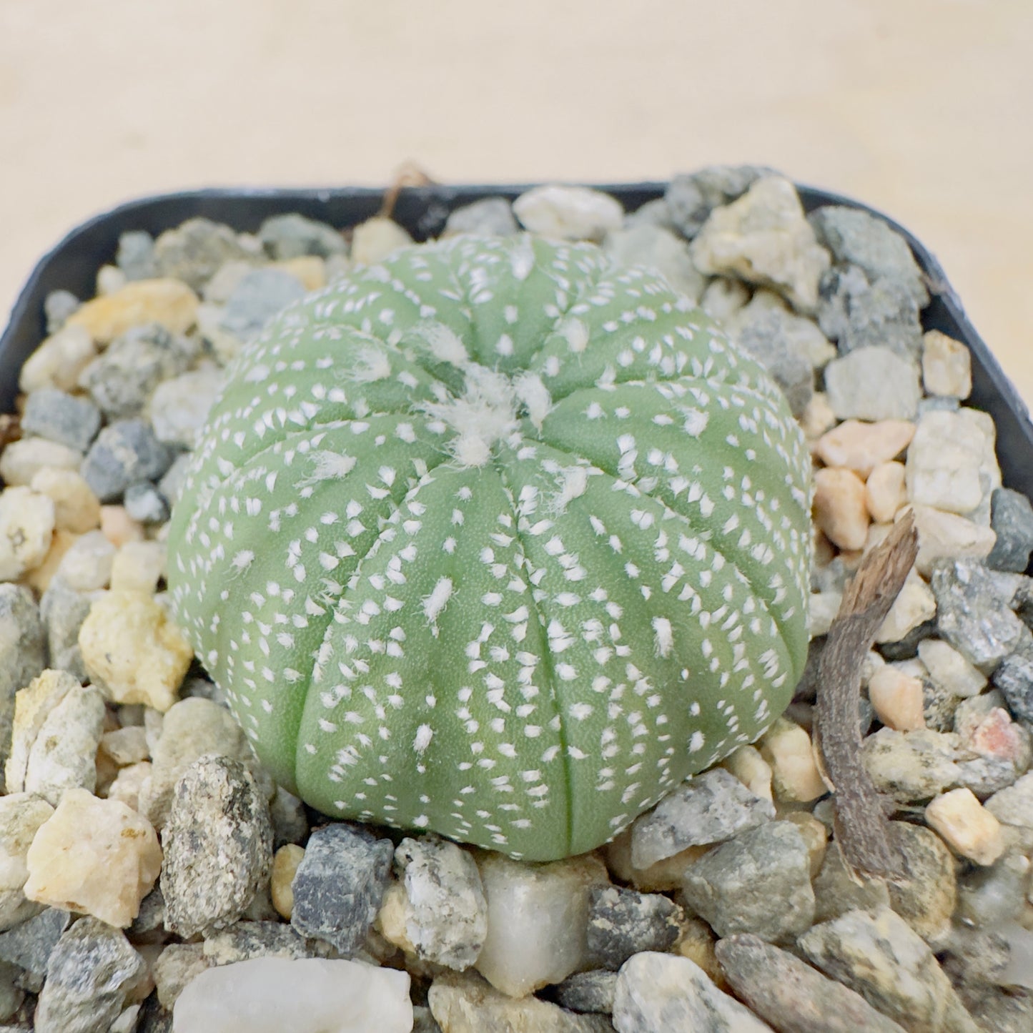 Astrophytum asterias - Sand Dollar Cactus/Star Cactus