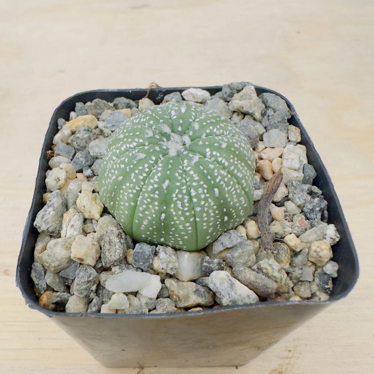 Astrophytum asterias - Sand Dollar Cactus/Star Cactus