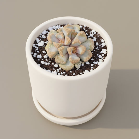 Titanopsis hugo-schlechteri live succulent plant
