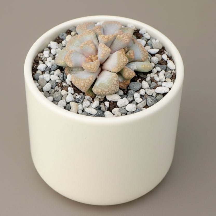 Titanopsis hugo-schlechteri live succulent plant