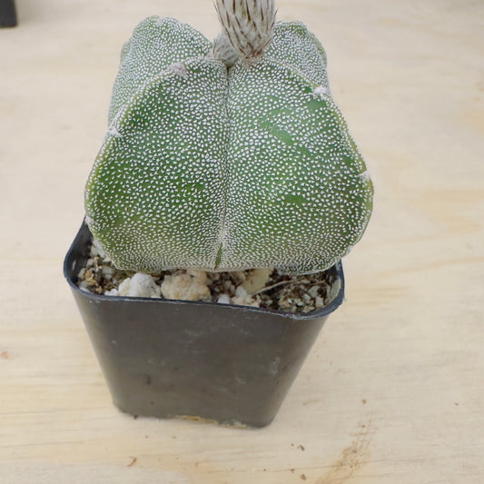 Astrophytum myriostigma var. quadricostatum - Four-Ribbed Bishop’s Cap