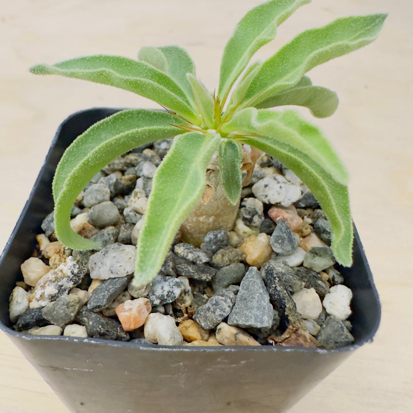 Pachypodium namaquanum - Halfmens
