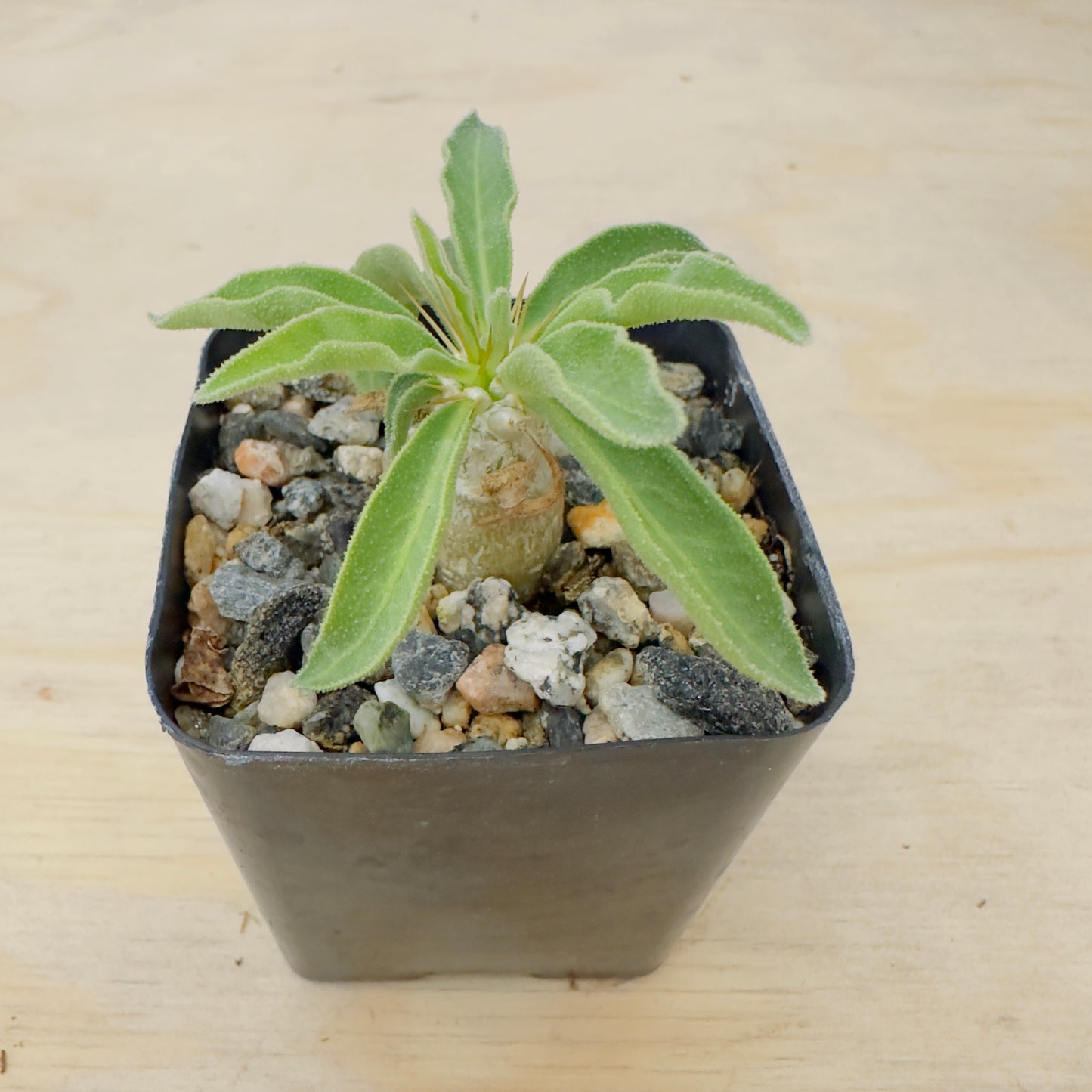 Pachypodium namaquanum - Halfmens