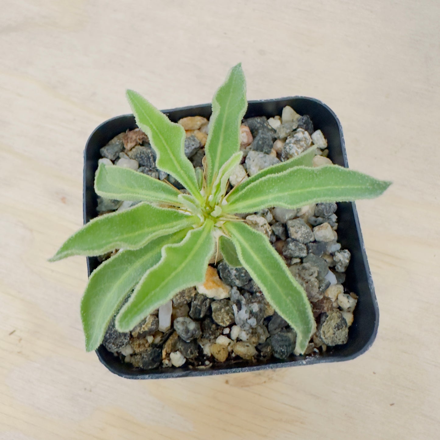 Pachypodium namaquanum - Halfmens