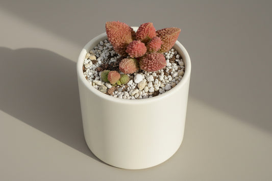 Herrei Adromischus (Adromischus herrei) live succulent plant