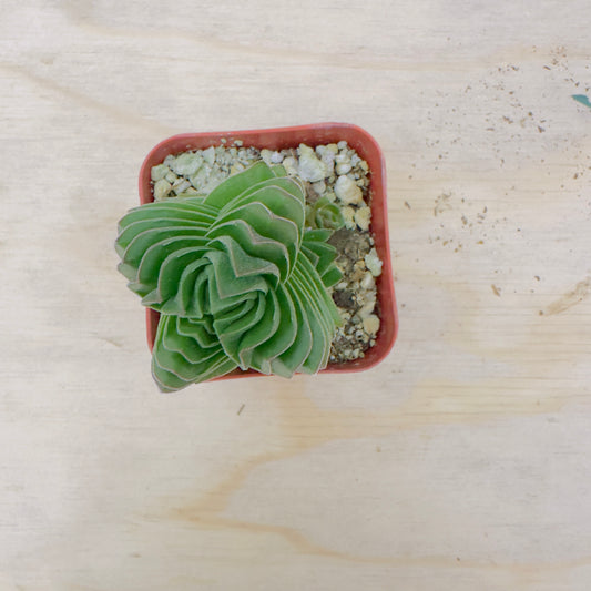 Buddha’s Temple Crassula (Crassula ‘Buddha’s Temple’) live succulent plant