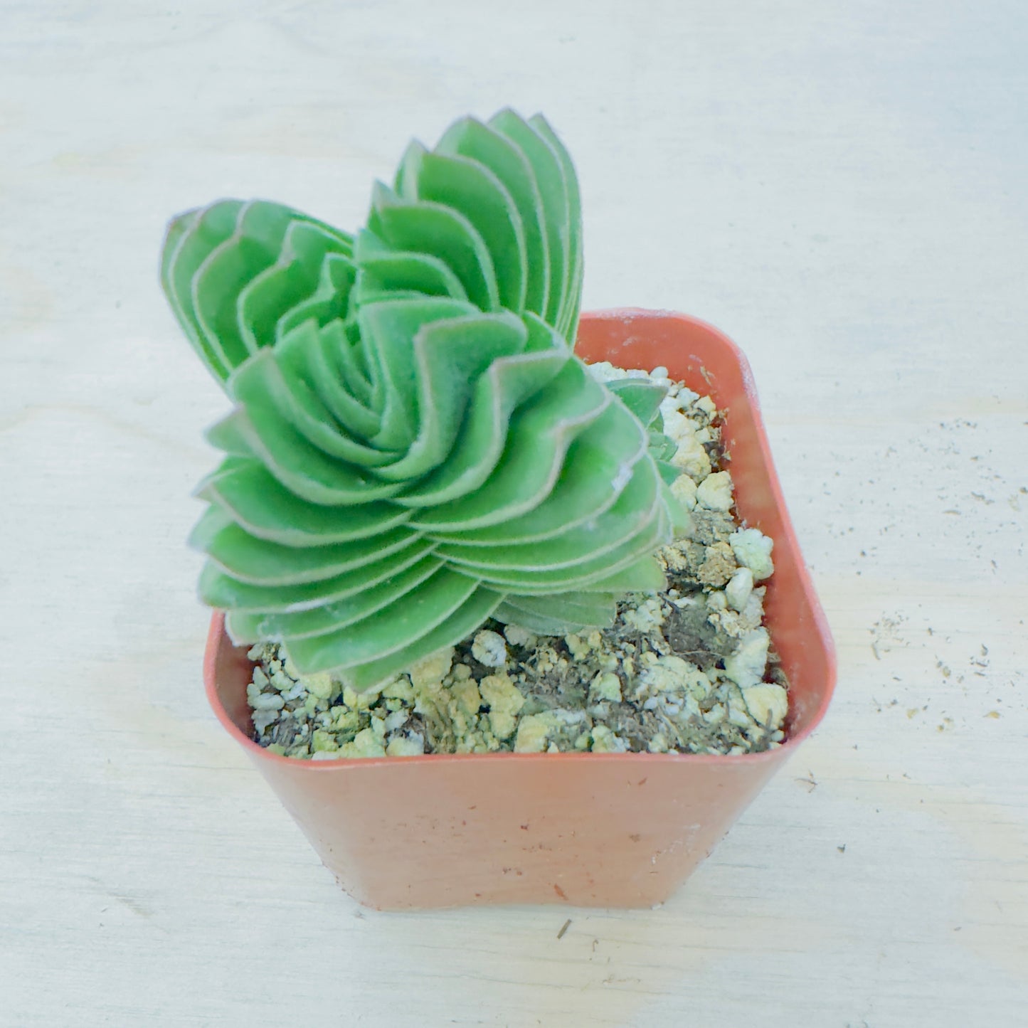 Crassula Buddha's Temple