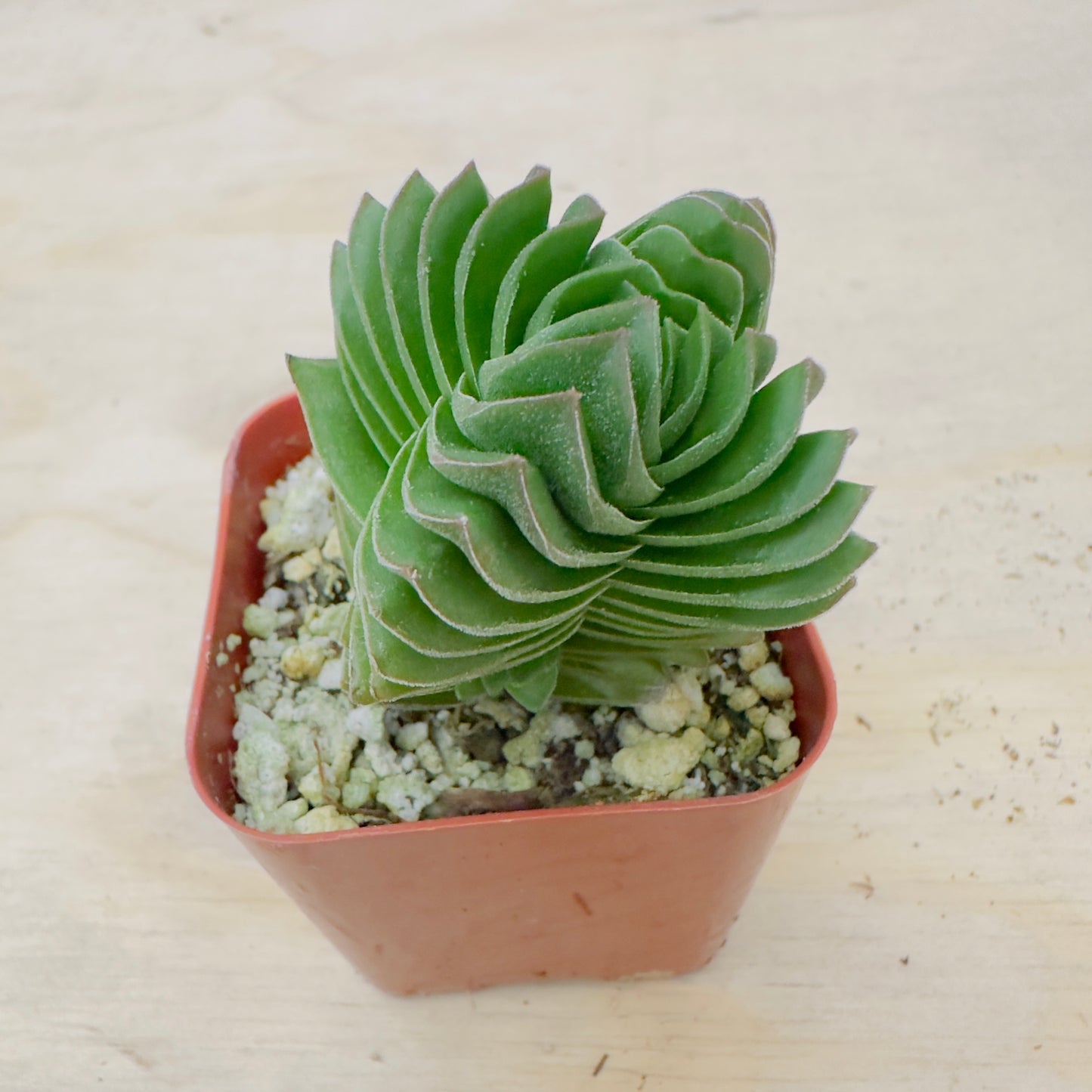 Crassula Buddha's Temple