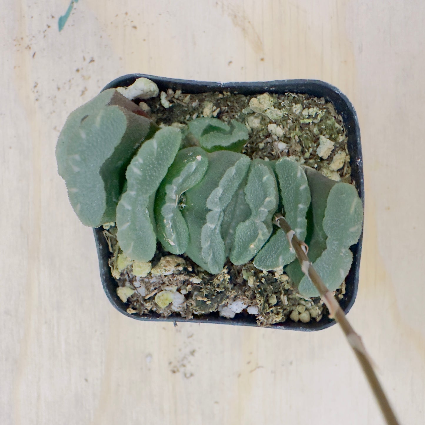 haworthia truncata - Horse’s Teeth