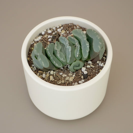 Horse’s Teeth Haworthia (Haworthia truncata) live succulent plant