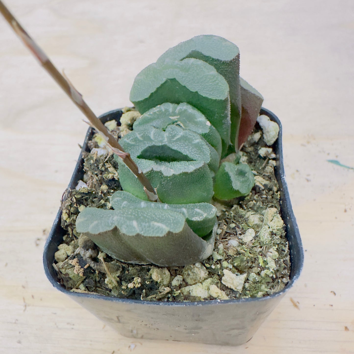haworthia truncata - Horse’s Teeth