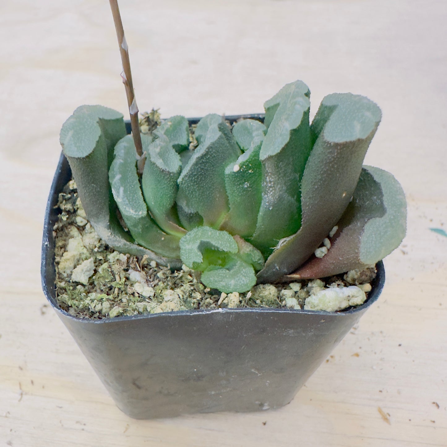 haworthia truncata - Horse’s Teeth