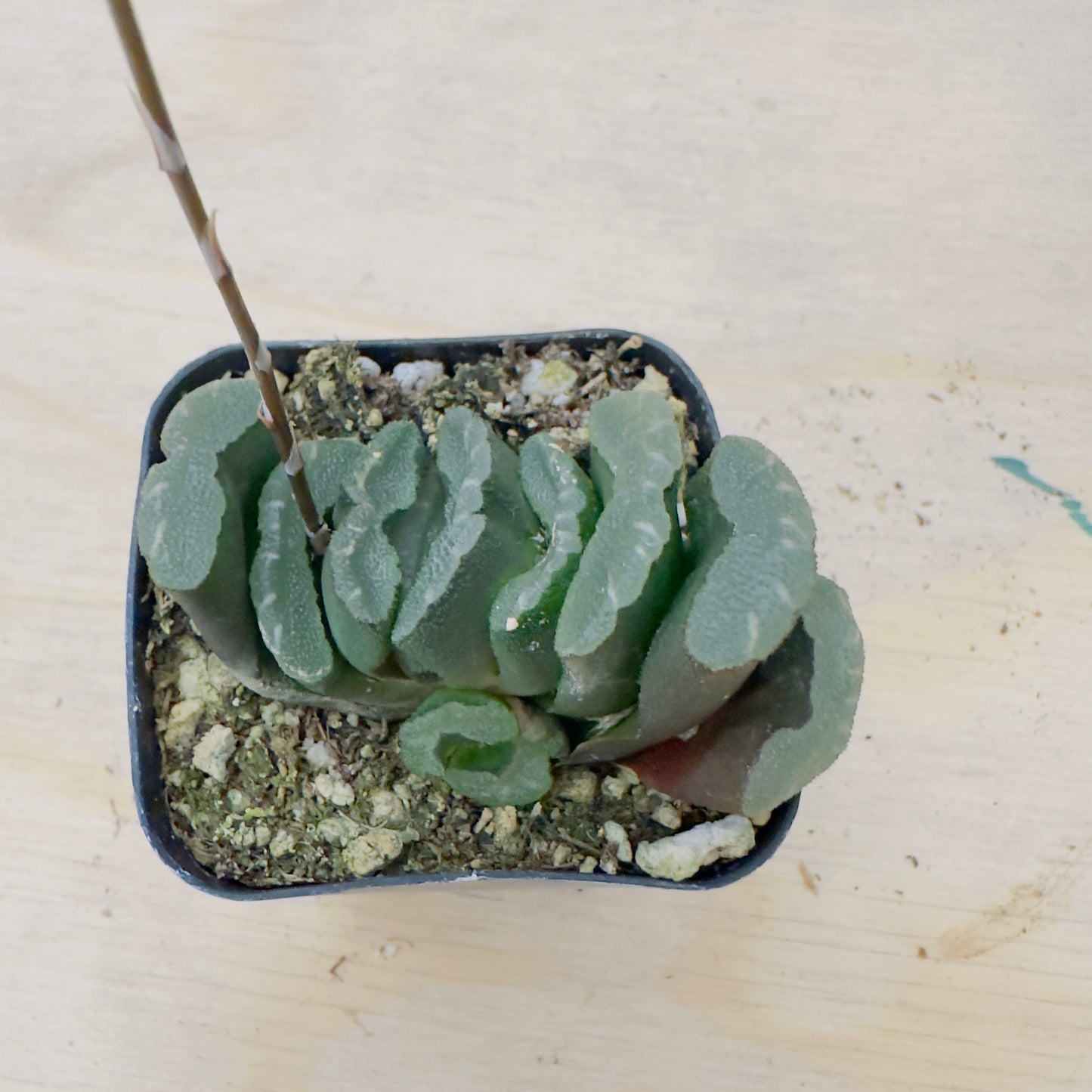 haworthia truncata - Horse’s Teeth