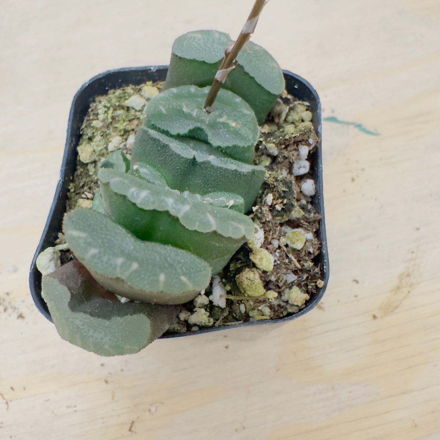 haworthia truncata - Horse’s Teeth