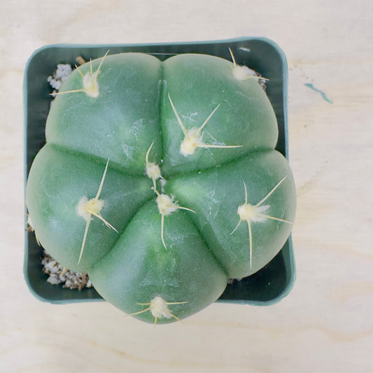 Gymnocalycium horstii - Buenekeri Spider