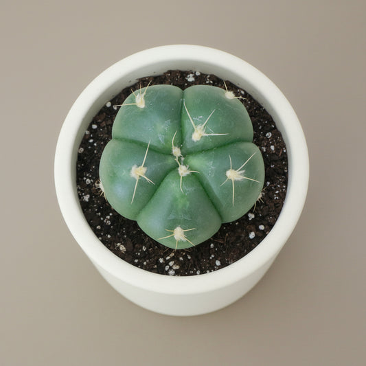 Buenekeri Spider Cactus (Gymnocalycium horstii) live cactus plant