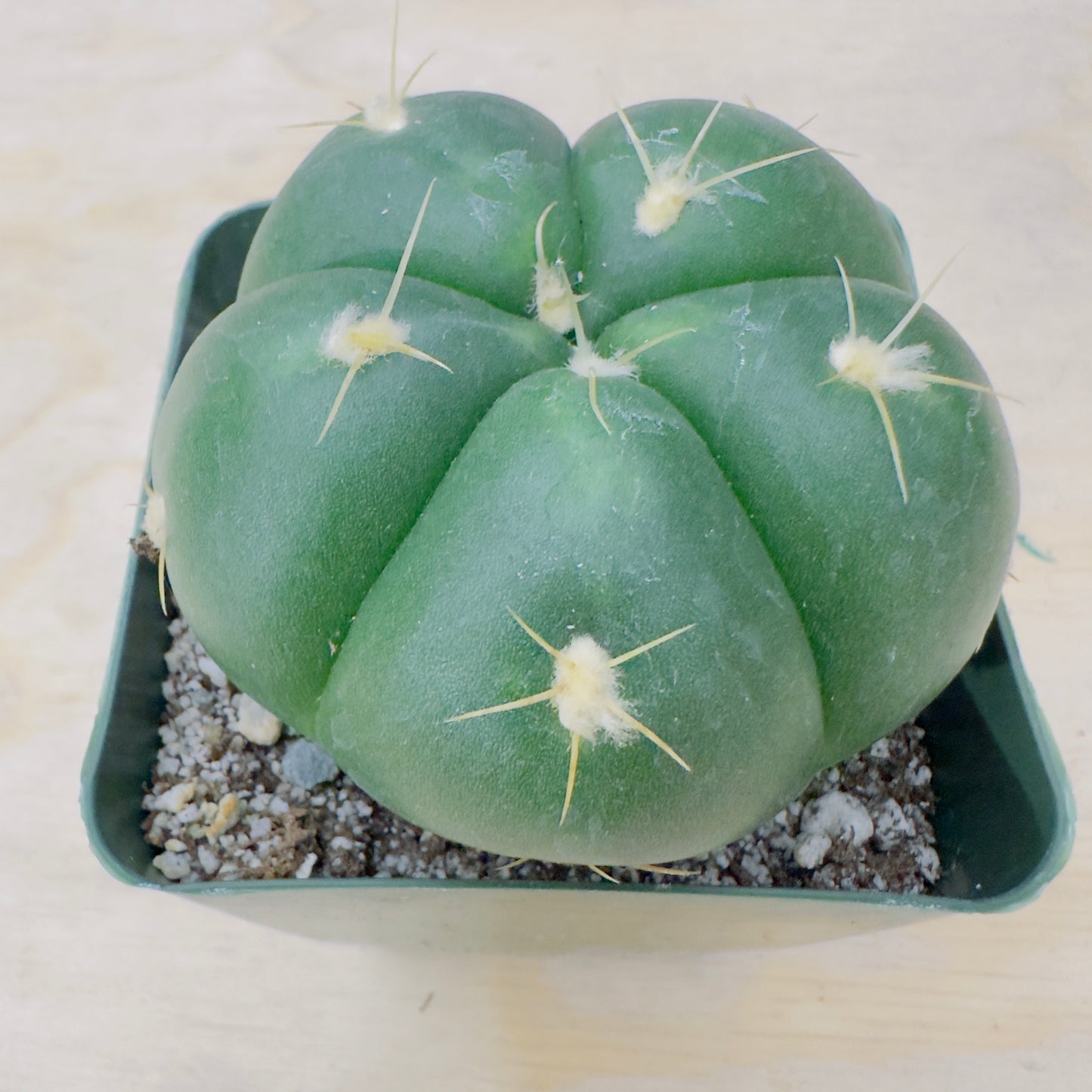 Gymnocalycium horstii - Buenekeri Spider