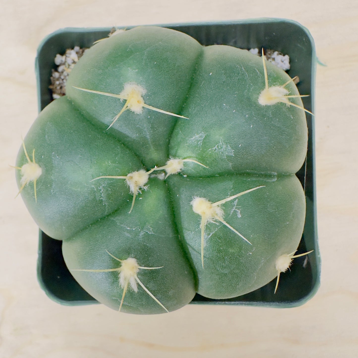 Gymnocalycium horstii - Buenekeri Spider