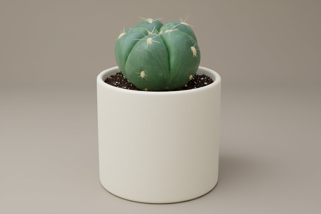 Buenekeri Spider Cactus (Gymnocalycium horstii) live cactus plant
