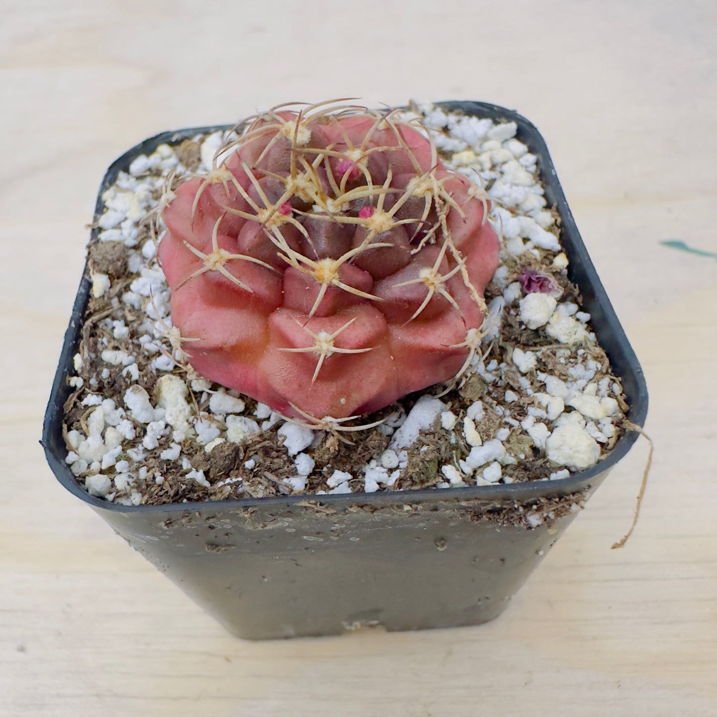 Gymnocalycium anisitsii var. tucavocense