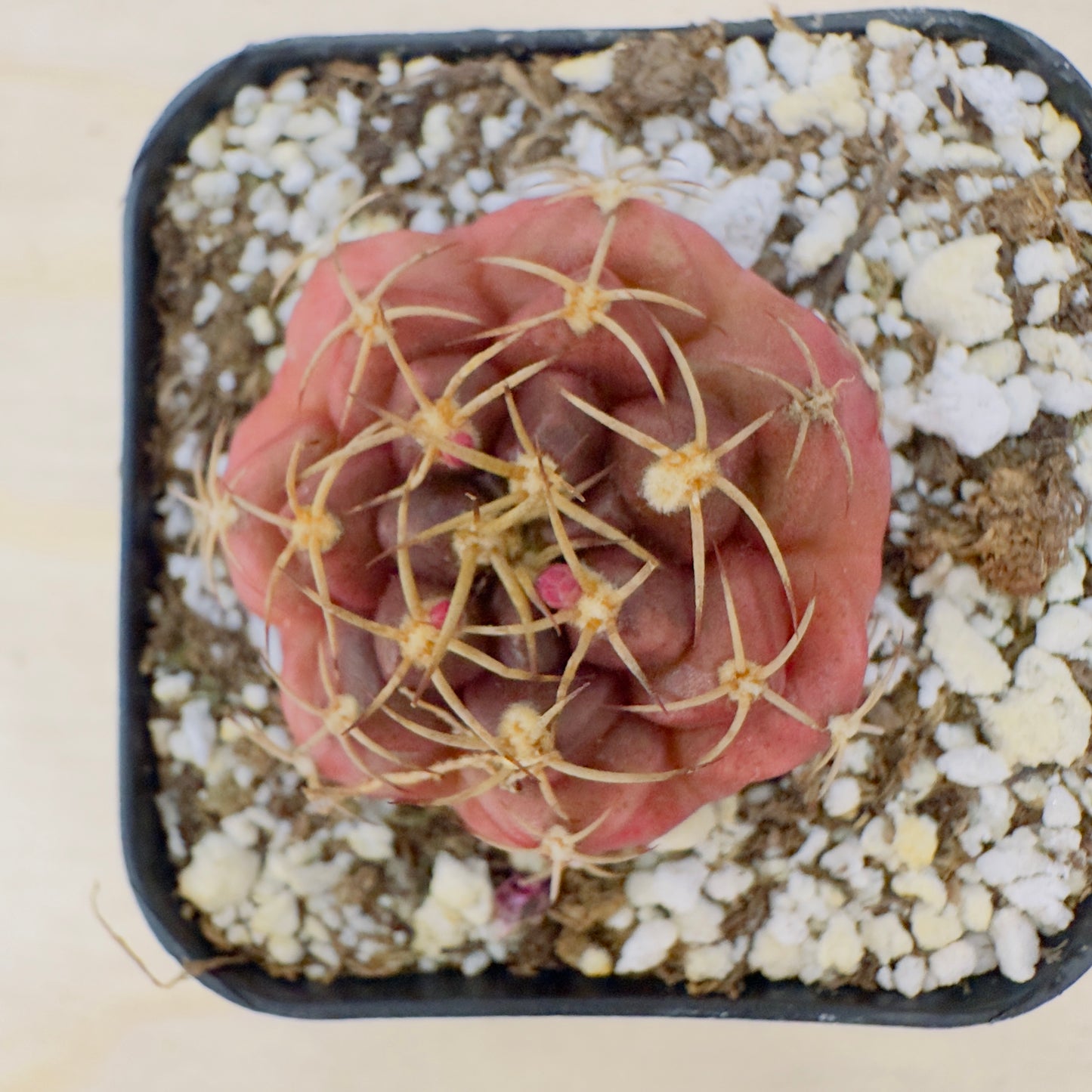 Gymnocalycium anisitsii var. tucavocense