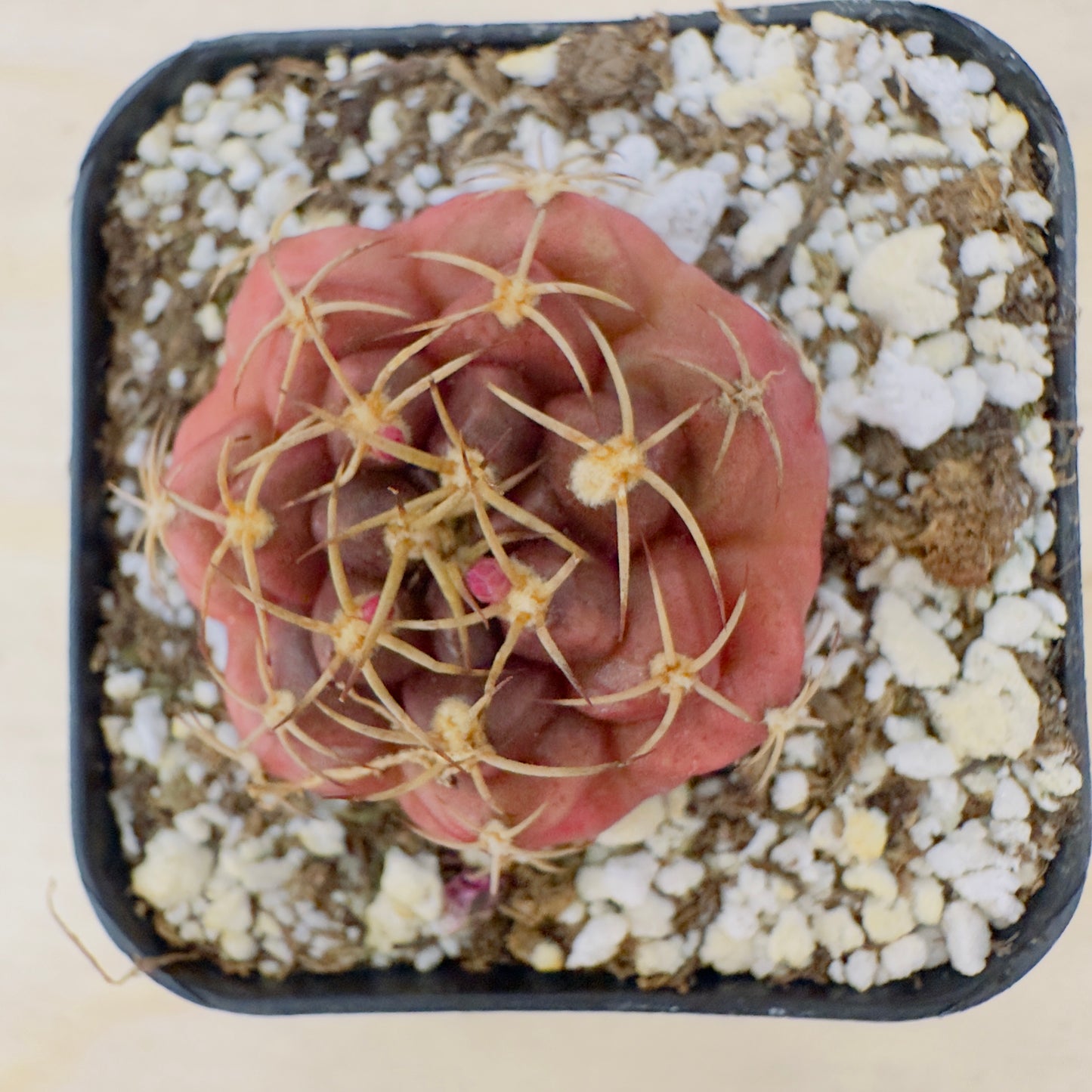 Gymnocalycium anisitsii var. tucavocense