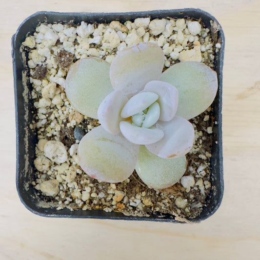 Lauii Echeveria (Echeveria laui) live succulent plant